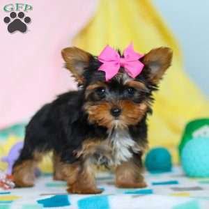Callie, Yorkie Puppy